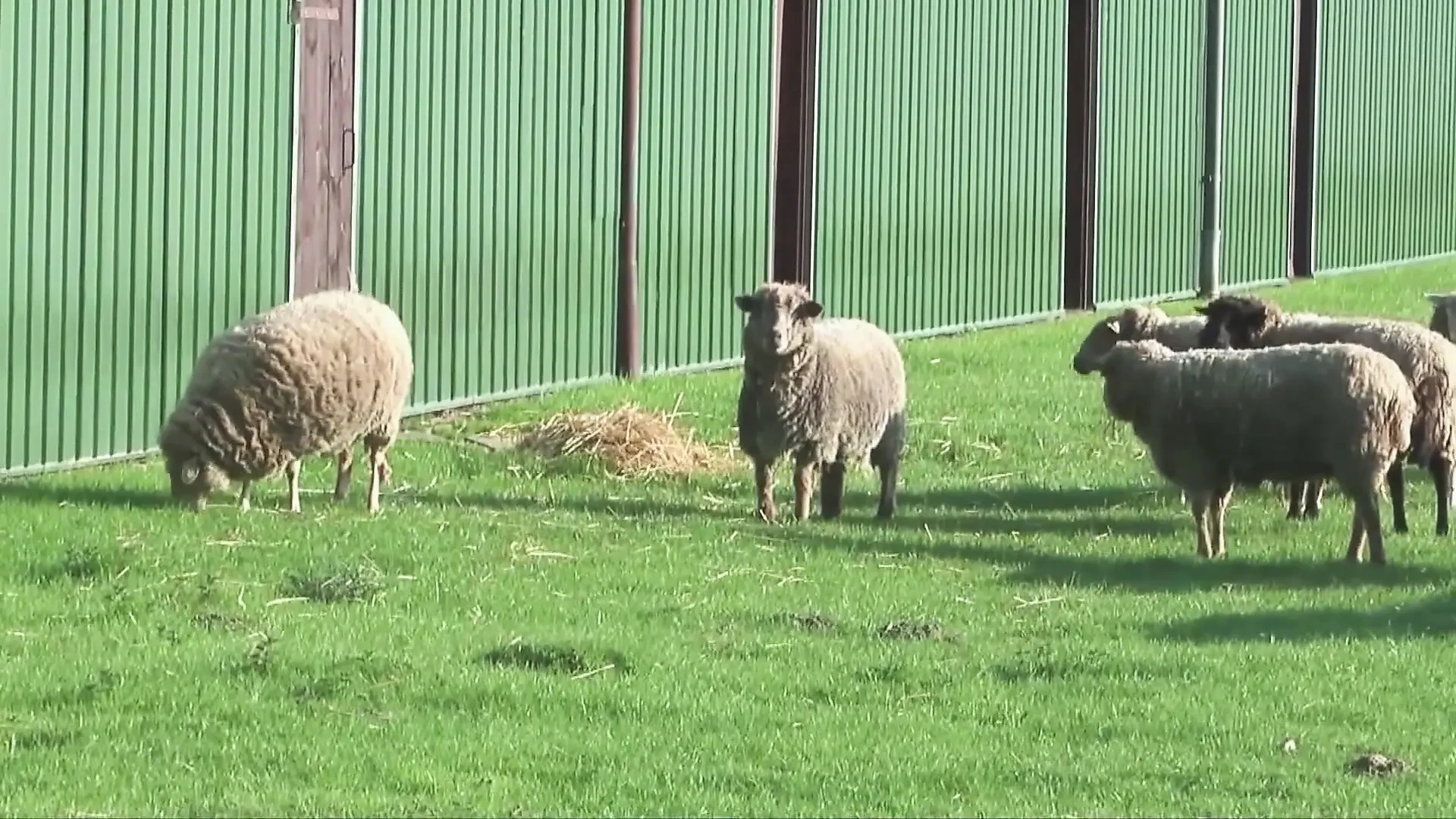 German big boobs Gilf/Milf